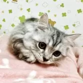 ミヌエット(短足)