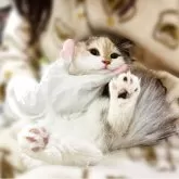 ミヌエット(長足)【東京都・女の子・2025年1月26日・ダイリュートキャリコ】の写真7「抱っこ好き💕」