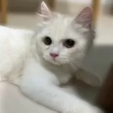 ミヌエット(長足)【東京都・男の子・2025年7月23日・クリーム】の写真3