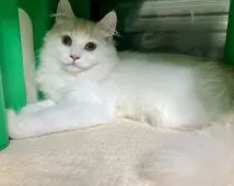 ミヌエット(長足)【東京都・男の子・2025年6月9日・クリーム】の写真3