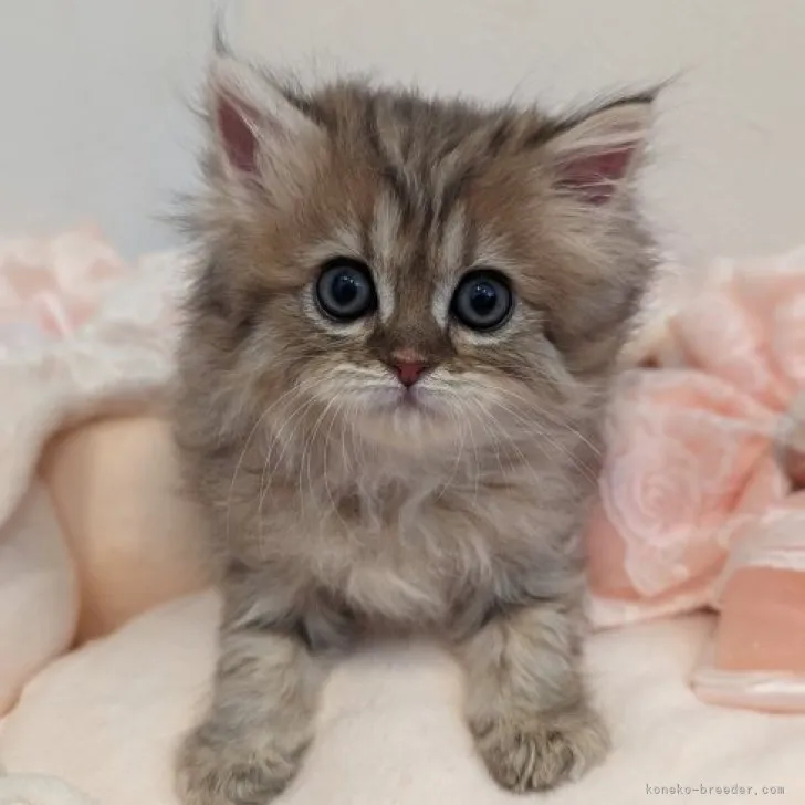 ID：2303-00330の子猫