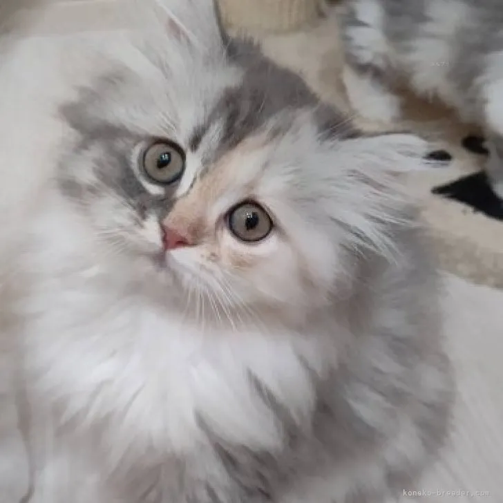 ID:2308-01247の子猫