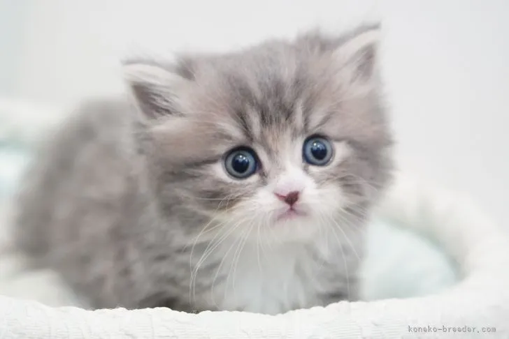 ID:2108-02630の子猫