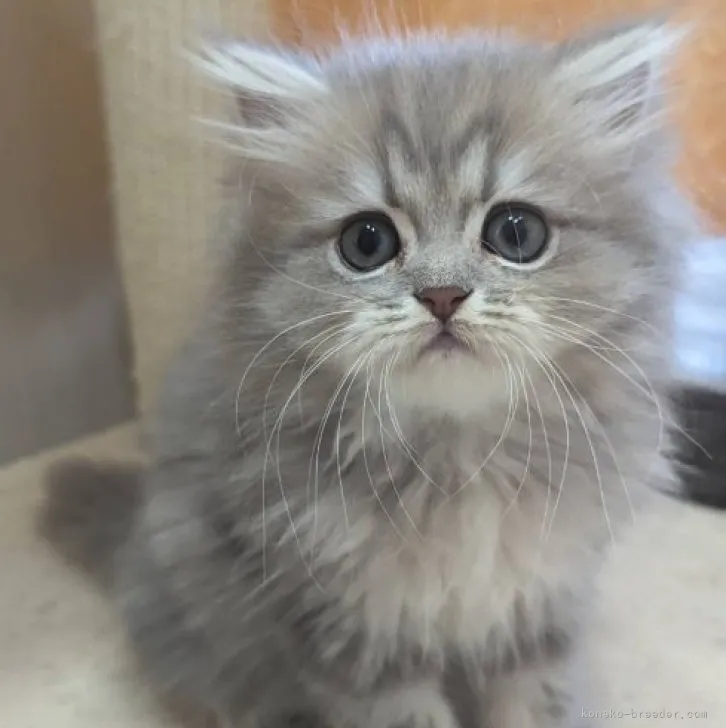 ID：2304-03619の子猫