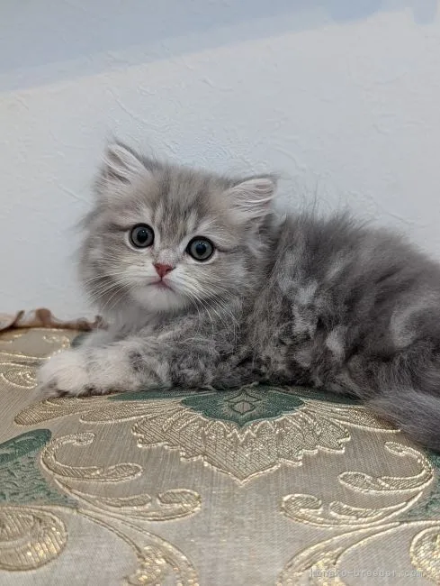 ID：2204-00973の子猫