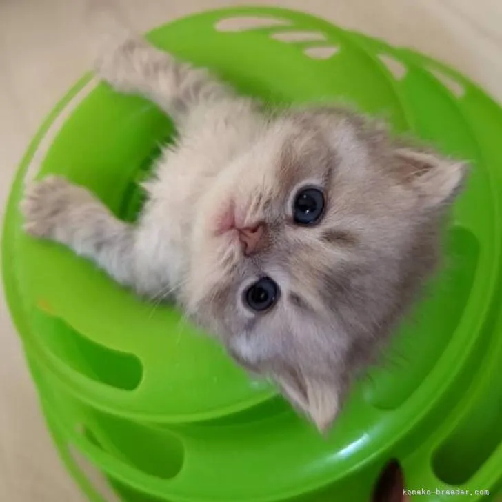 ID：2209-01150の子猫