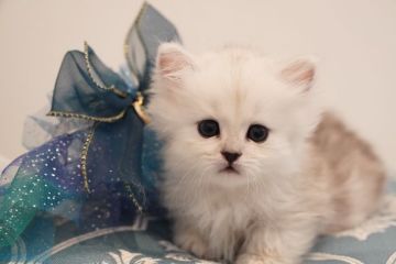 ミヌエット【広島県・男の子・2022年2月19日・シェーデッドシルバー】の写真「おっとりさん短足の男の子🍀」