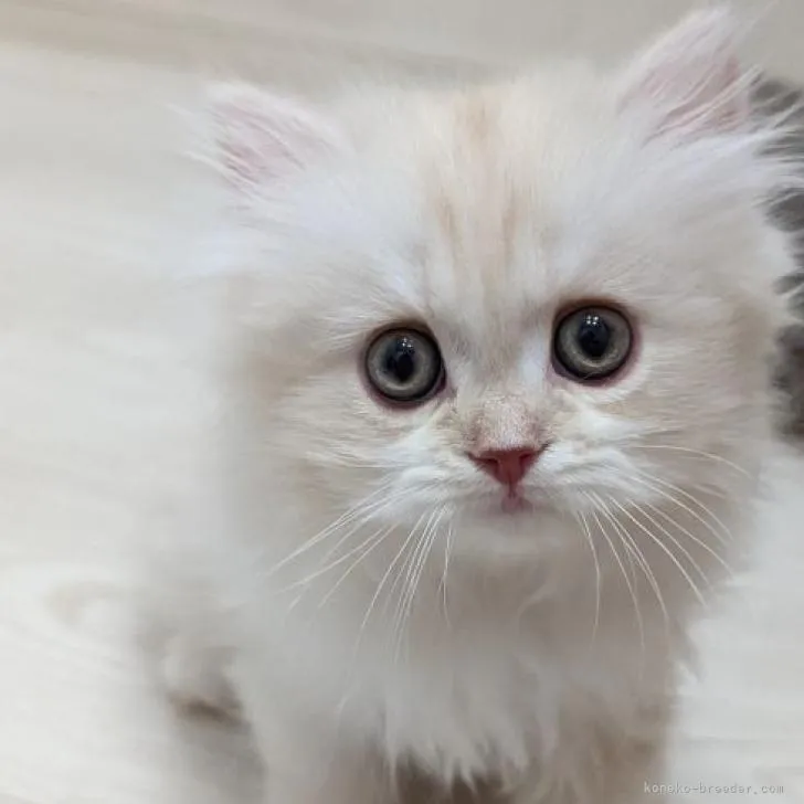 ID：2208-02399の子猫