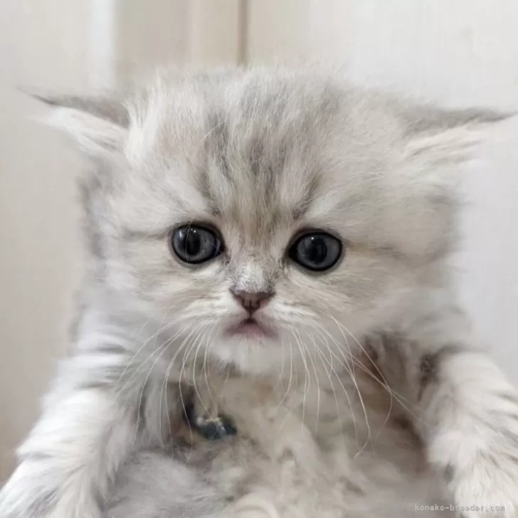 Y.S 様のお迎えした子猫
