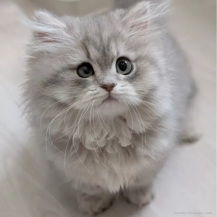 ID：2508-00770の子猫