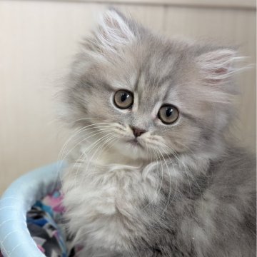 ミヌエット(長足)【広島県・女の子・2025年6月7日・ブルーゴールデン】の写真「希少カラー✨️ブルーゴールデンの女の子🌸」
