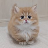 ミヌエット(短足)