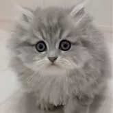 ペルシャ(チンチラ)