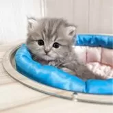 ペルシャ(チンチラ)