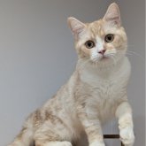 ミヌエット(長足)