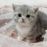 ミヌエット(短足)【広島県・女の子・2025年5月8日・ブルータビー&ホワイト】の写真2