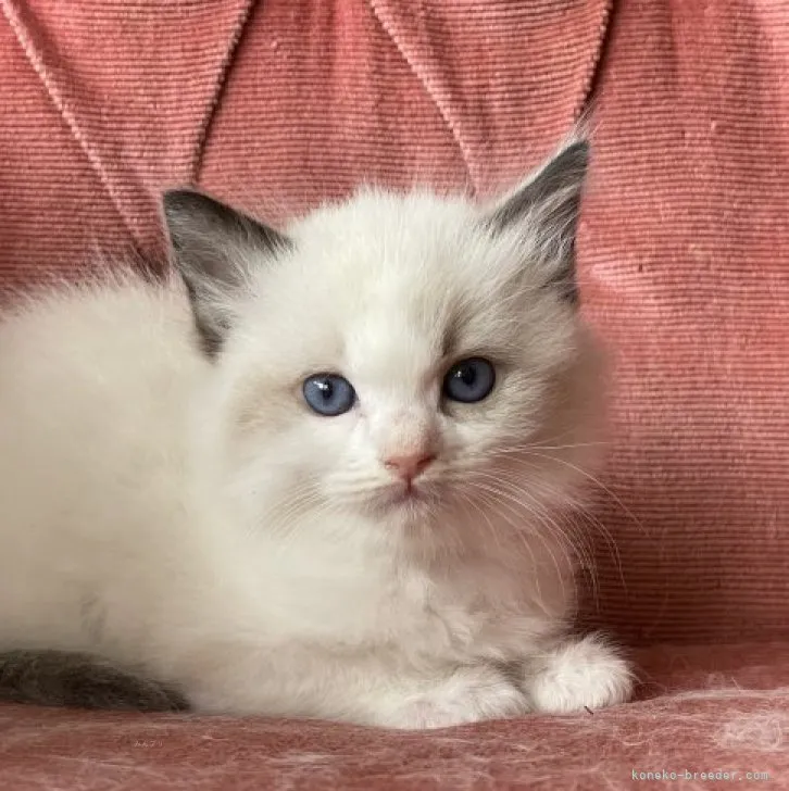 ラグドール【滋賀県・男の子・2023年10月19日・シールポイントバイカラー】の写真1「11/27撮影」