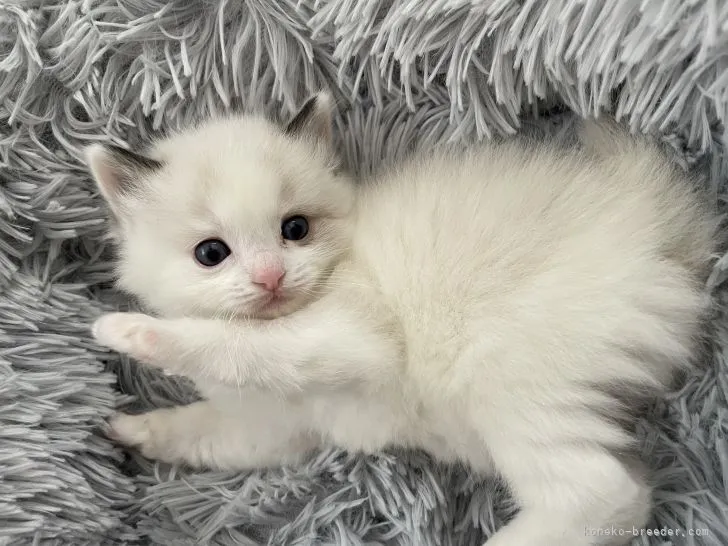 ID：2203-02292の子猫