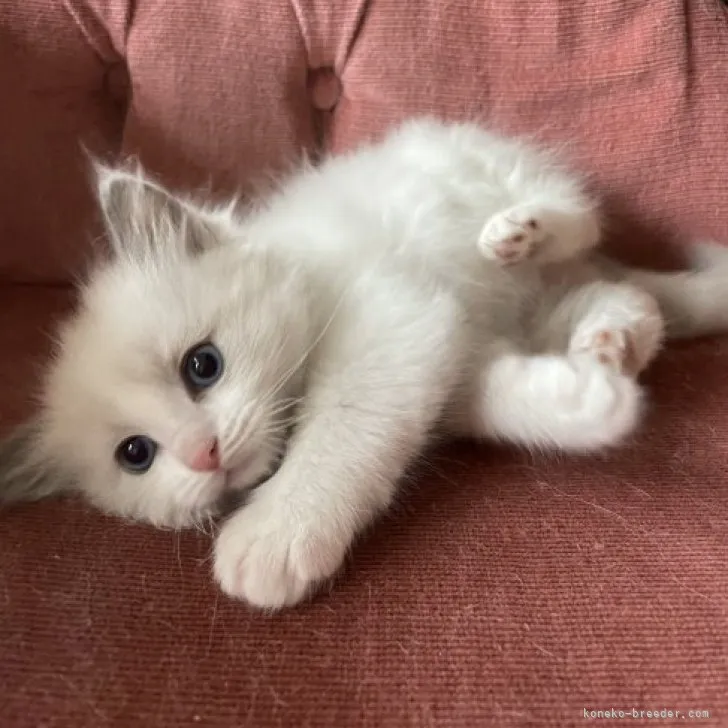 ID：2303-02257の子猫