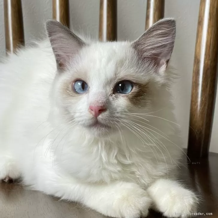 ID：2408-02757の子猫