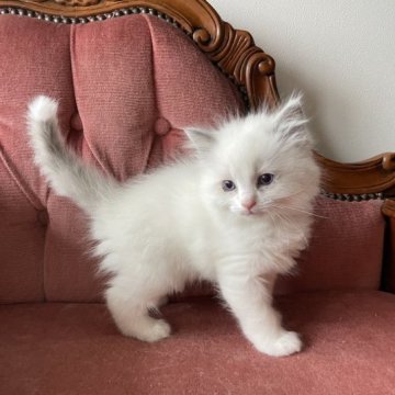 ラグドール【滋賀県・男の子・2023年2月9日・ブルーポイントバイカラー】の写真「人を見つけると駆け寄ってきます」