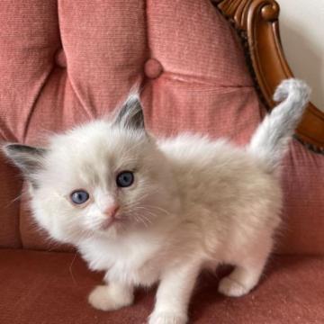 ラグドール【滋賀県・男の子・2023年2月1日・シールポイントバイカラー】の写真「人と遊ぶのが大好き」