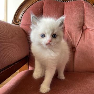 ラグドール【滋賀県・男の子・2023年2月1日・シールポイントバイカラー】の写真「面倒見の良いお兄ちゃん」