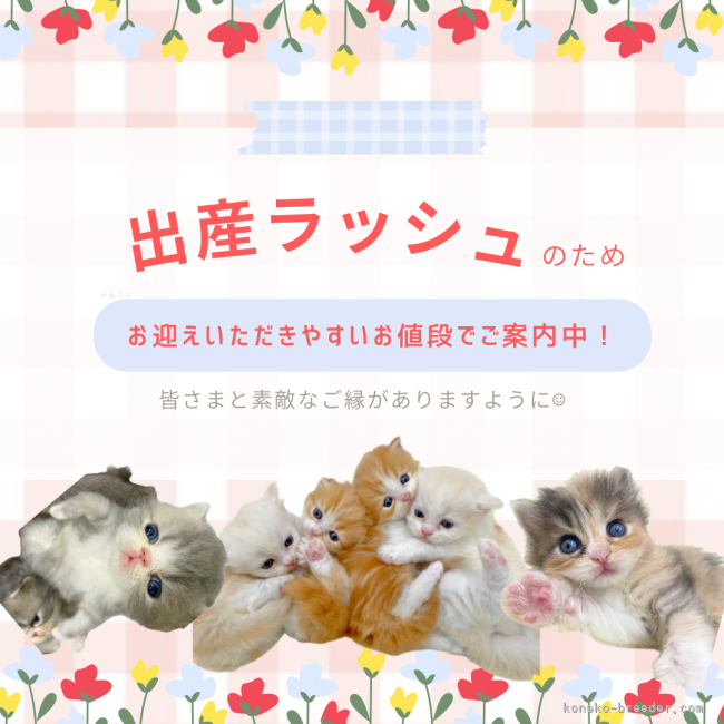 谷佳緒里ブリーダー