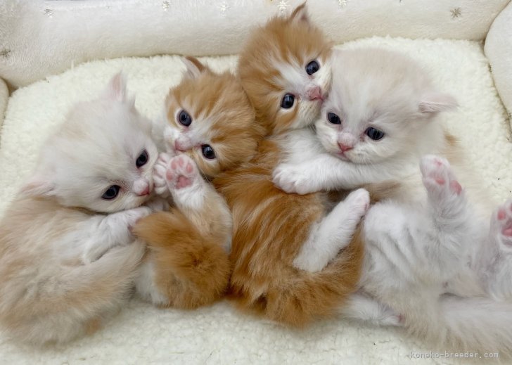 「まる顔でくりくりの目」をした子猫ちゃんを目指しています🌸｜谷　佳緒里(たに　かおり)ブリーダー(愛知県・ミヌエットなど・国内血統書登録)の紹介写真6