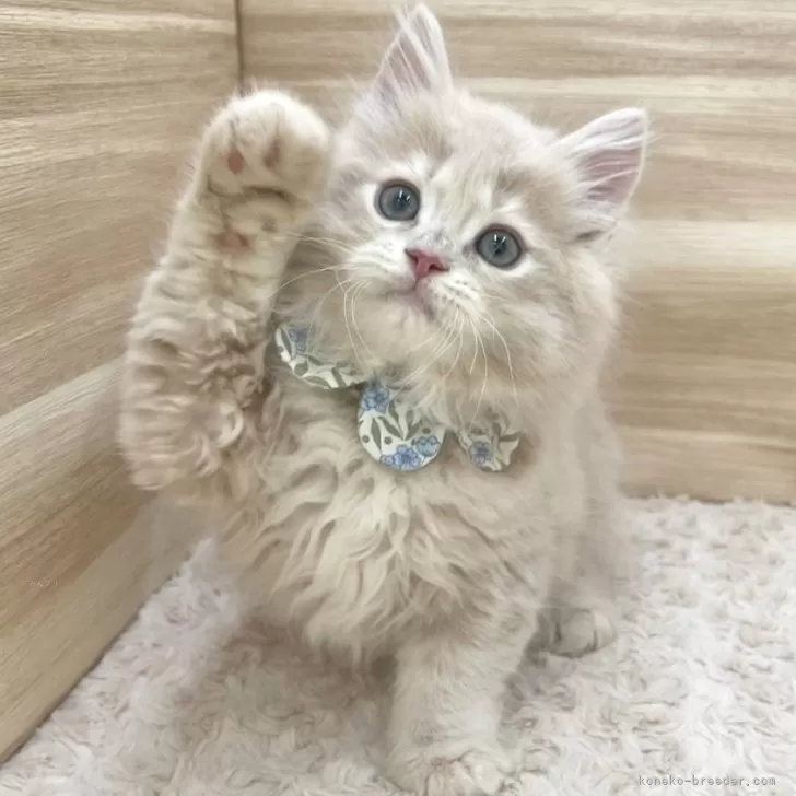 M.O 様のお迎えした子猫