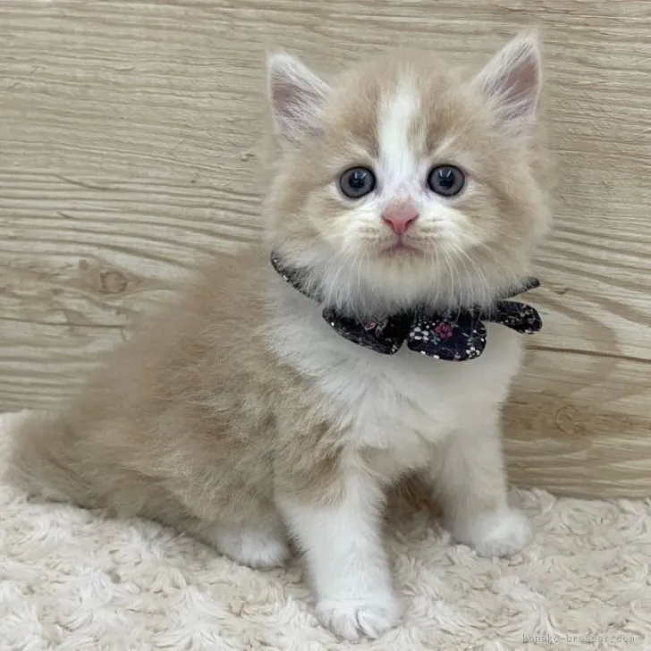 ID:2308-01217の子猫