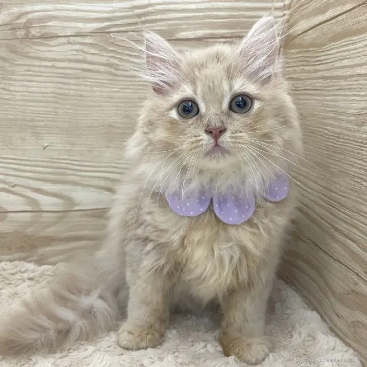 ID:2311-00889の子猫