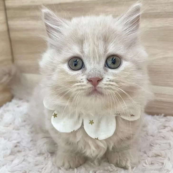 ID：2408-01803の子猫