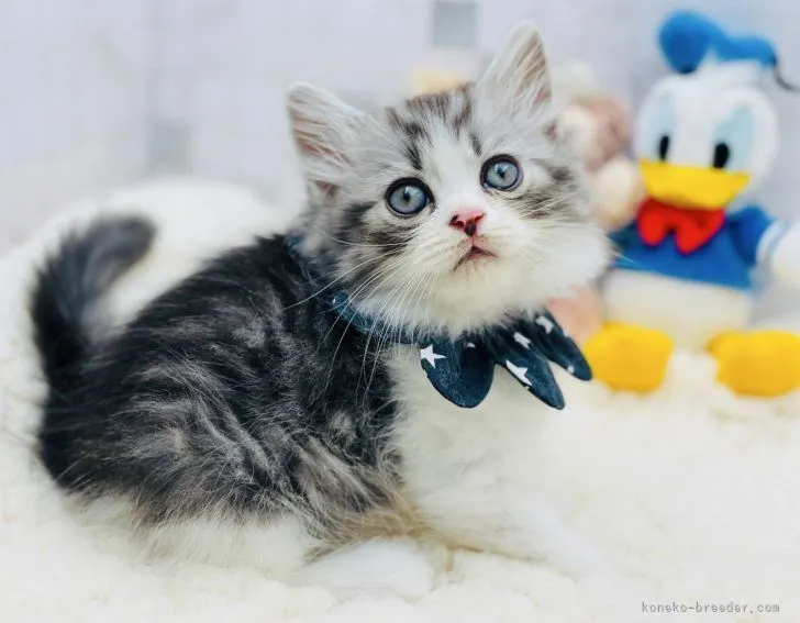 eripo 様のお迎えした子猫