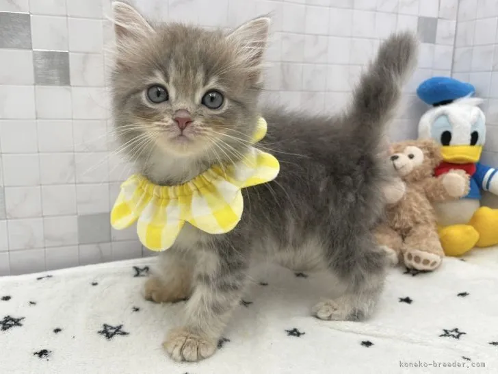 ID：2202-00343の子猫