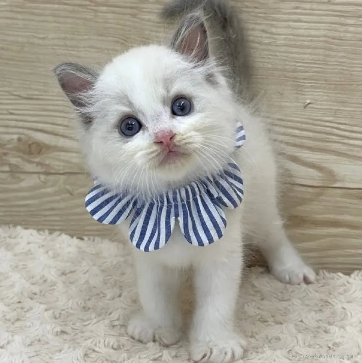 ID：2308-02693の子猫