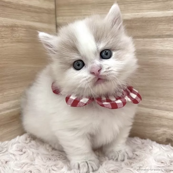 ID:2401-02278の子猫