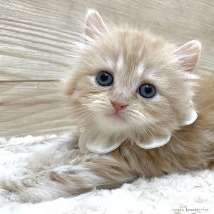 ID：2301-01914の子猫