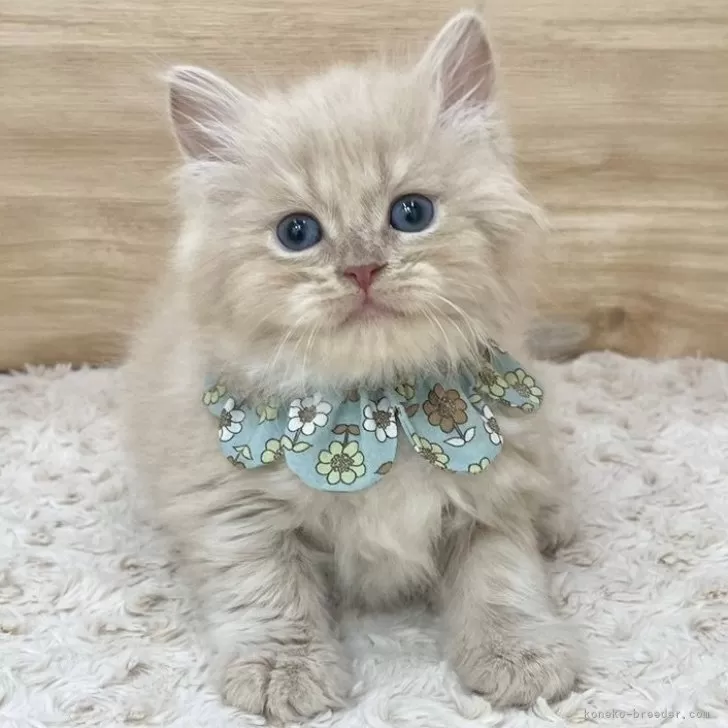 K.K 様のお迎えした子猫