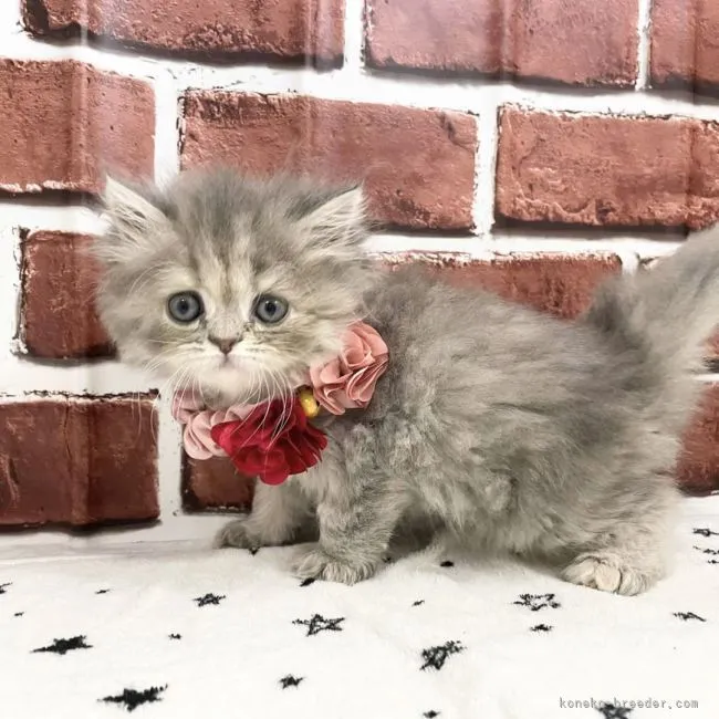 ID：2107-00876の子猫