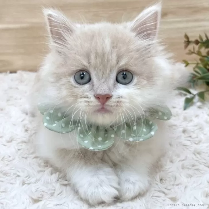 ID:2412-00321の子猫