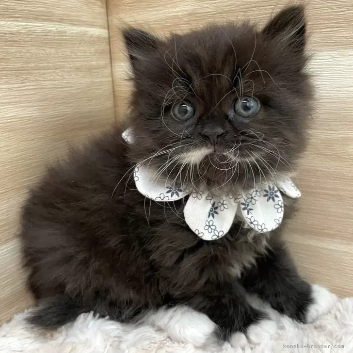 ID:2401-01063の子猫