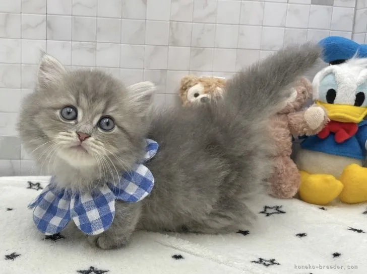 ID：2202-00400の子猫