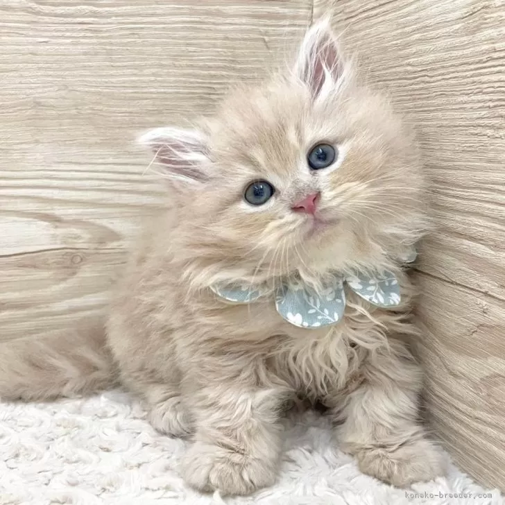 H.H 様のお迎えした子猫