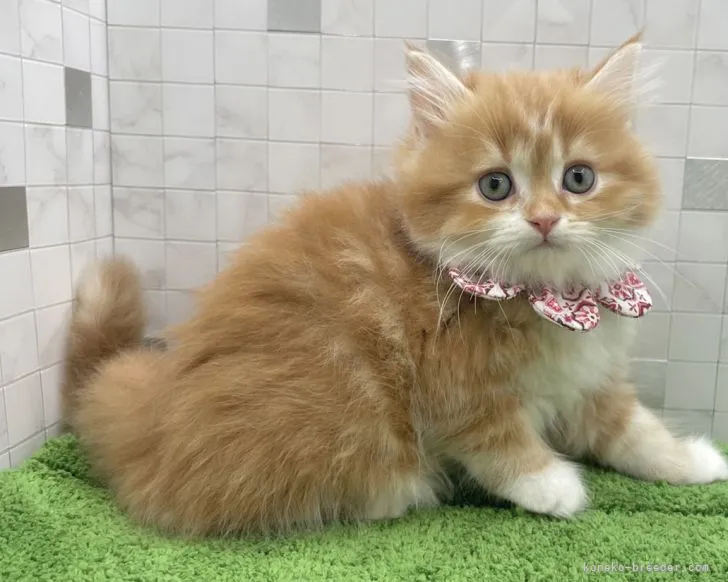 ID：2204-02866の子猫