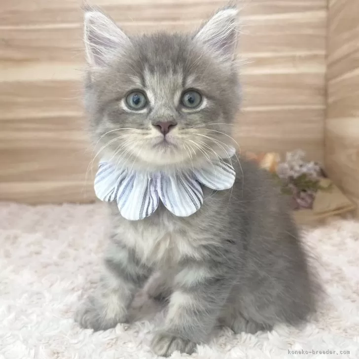 ID：2409-01066の子猫