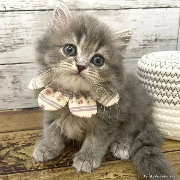 ID：2303-00641の子猫