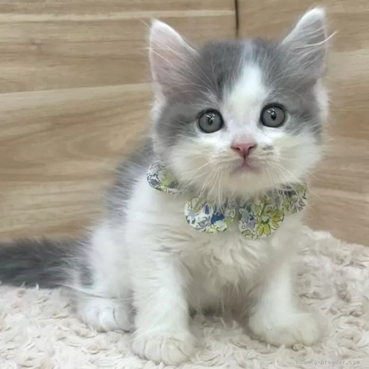 T.Ｉ 様のお迎えした子猫