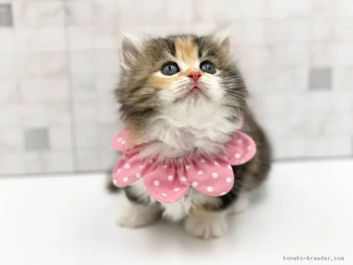 ID：2110-00709の子猫