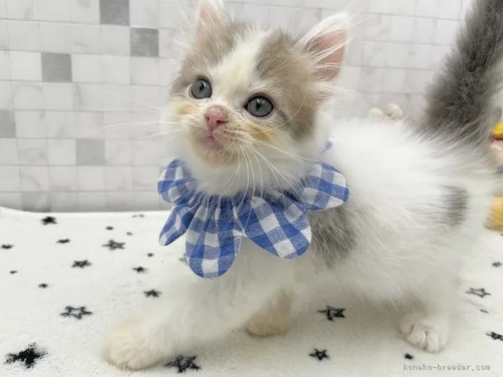 ID:2202-00340の子猫